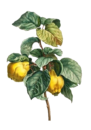 Photo-of-Cydonia-Fruit